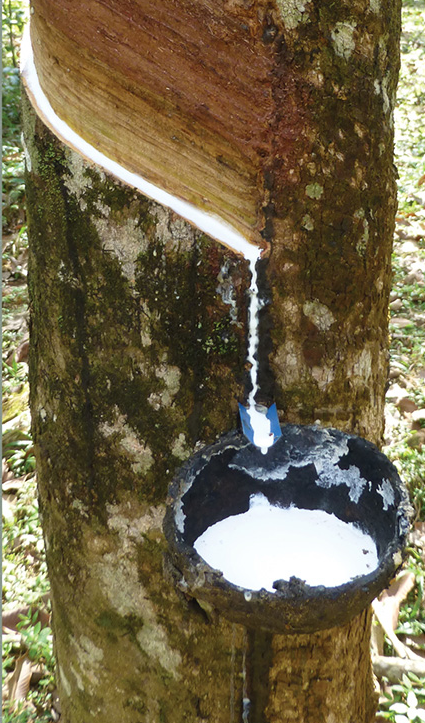 Las Vegas natural mattress — natural latex sap harvested from the rubber tree